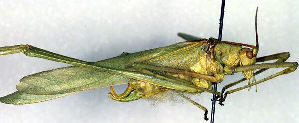 CollectionObject 1500614; 43c697cc-6e44-4f37-8806-9b7830ec4cce: male, lateral view (holotype). (CollectionObject).