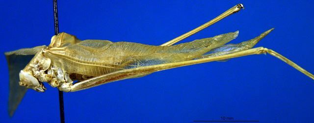 CollectionObject 1500617; eda2bff6-ece3-49ab-8492-14d3c6d21aab: male, lateral view (syntype of Pantolepta morsei). (CollectionObject).