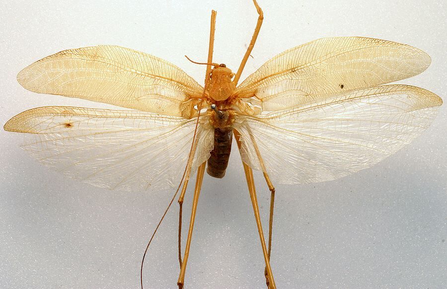 CollectionObject 1516757; 73ceba24-0bad-4fdd-a210-d70dfeef01bd: male, dorsal view (holotype). (CollectionObject).