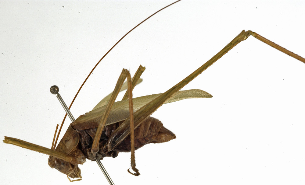 CollectionObject 1529788; 14c15469-2647-4faa-951f-7aeb1928ac0f: male, lateral view (holotype). (CollectionObject).