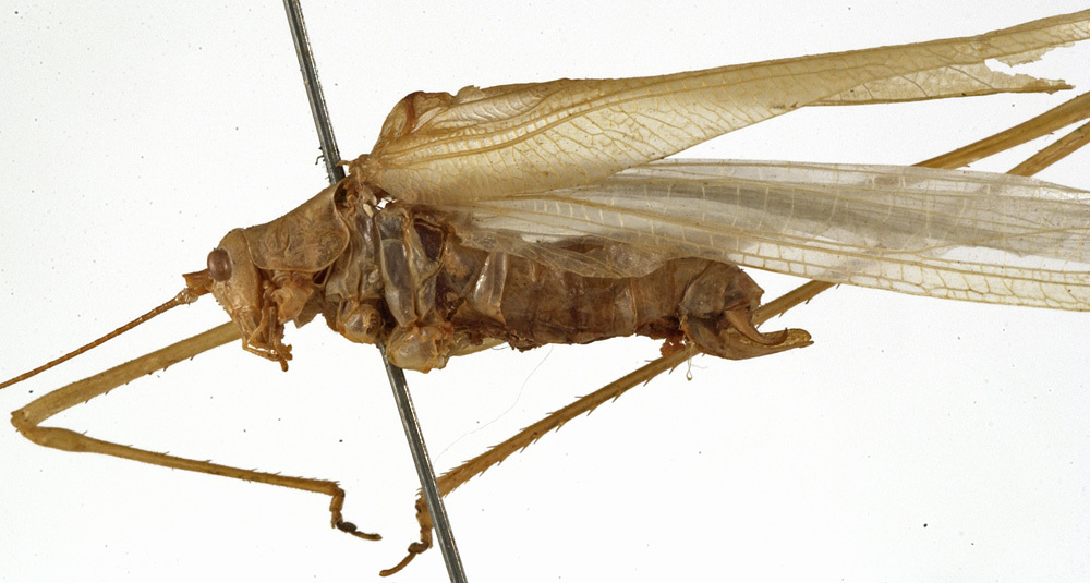 CollectionObject 1529789; 656d51cb-c802-4b0b-9ad5-dcec19f8c3db: male, lateral view (holotype). (CollectionObject).