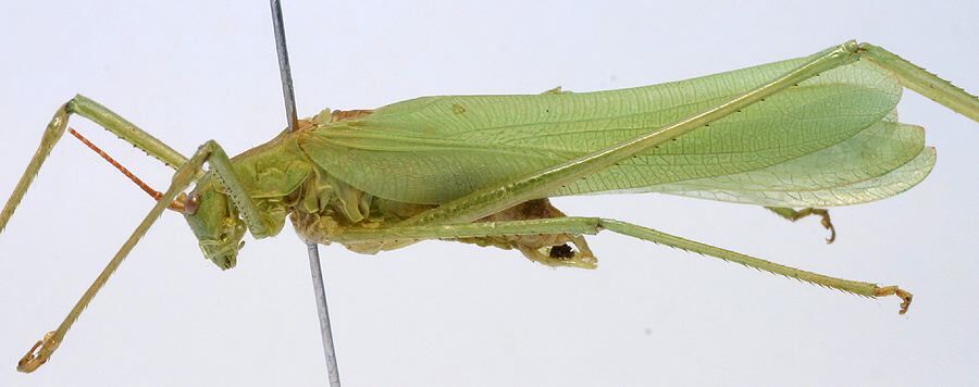 CollectionObject 1517409; d5d9deee-7760-43d4-880a-f268c8f08698: male, lateral view (holotype). (CollectionObject).