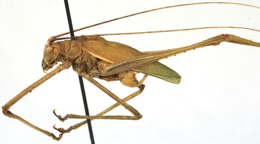 CollectionObject 1539810; e8b2c5d5-91c8-47e2-857b-c90fcdb7b77d, MNHN-EO-ENSIF796: male, lateral view (holotype). (CollectionObject).