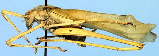 Horatosphaga elongata (Rehn, 1914): male (Central Africa, Lake Kivu) (not a type). (Otu).