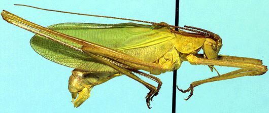 Horatosphaga longipes (Bolívar, 1922): male, lateral view (Kenya, Naromeru). (Otu).