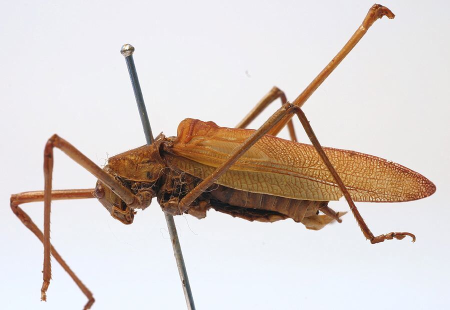 CollectionObject 1517414; 12424212-d4f1-4e02-8e17-da6479b95fdf: male, lateral view (holotype). (CollectionObject).