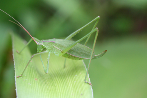 Horatosphaga regularis (Bolívar, 1922): 2011. female (Kenya, Kajiado, savanna rassland). (Otu).