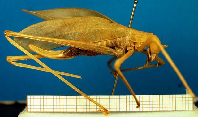 CollectionObject 1500629; f8273963-9945-4c5d-ba58-9e67303f2b0e: female, lateral view (holotype). (CollectionObject).