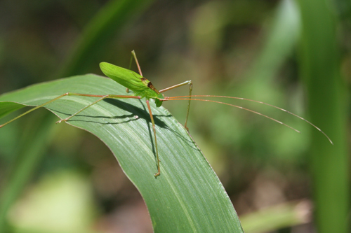 Horatosphaga parensis Hemp, 2002: 2011. male (N Pare mountains, Kindoroko forest reserve, forest edge). (Otu).