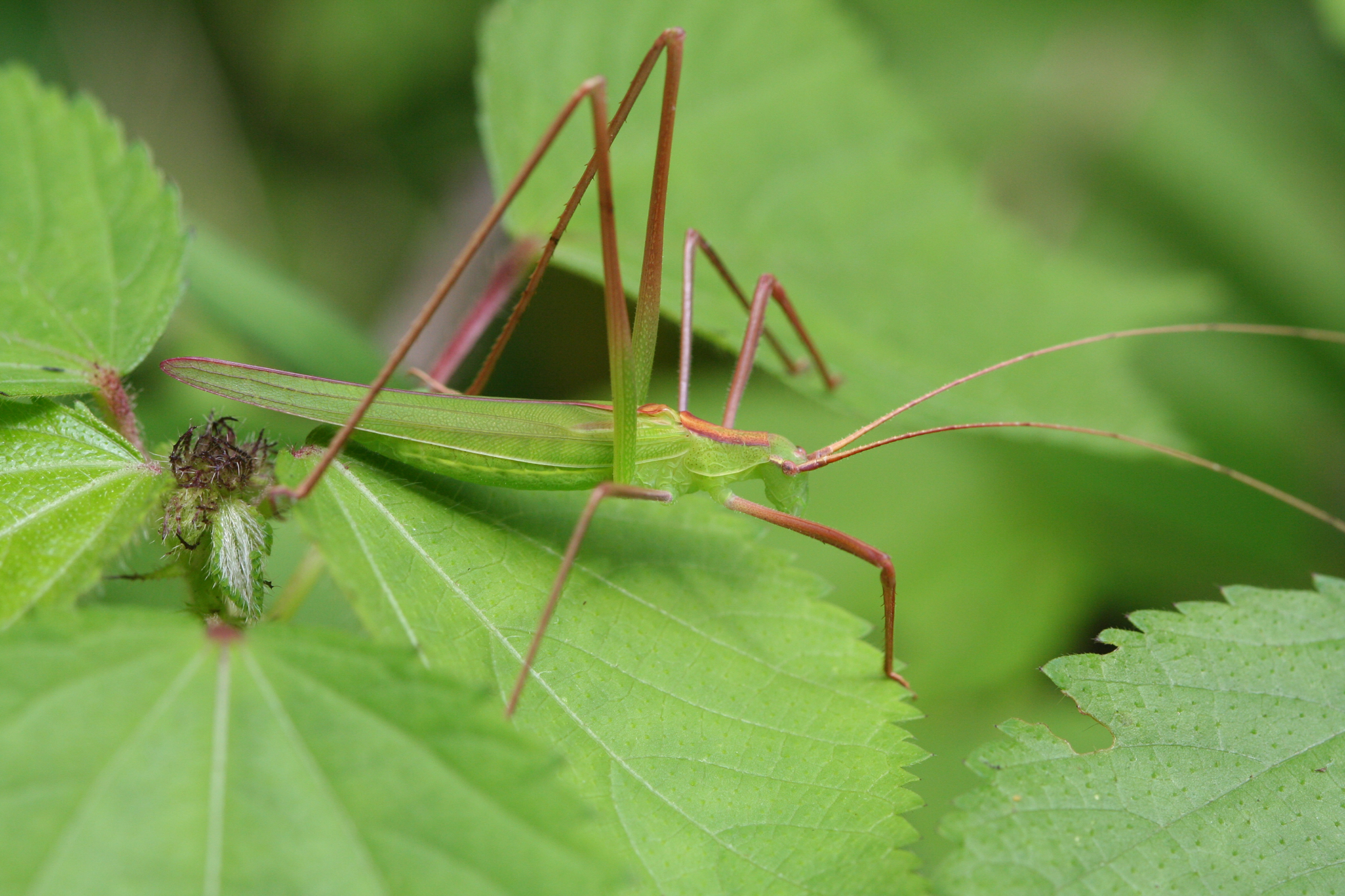 Lamecosoma inermis Ragge, 1961: male (Kilimanjaro). (Otu).