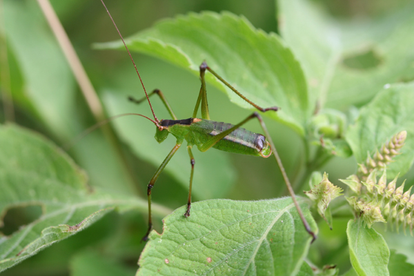 Peronura clavigera Karsch, 1889: male (North Pare, grassland, 1300 m). (Otu).