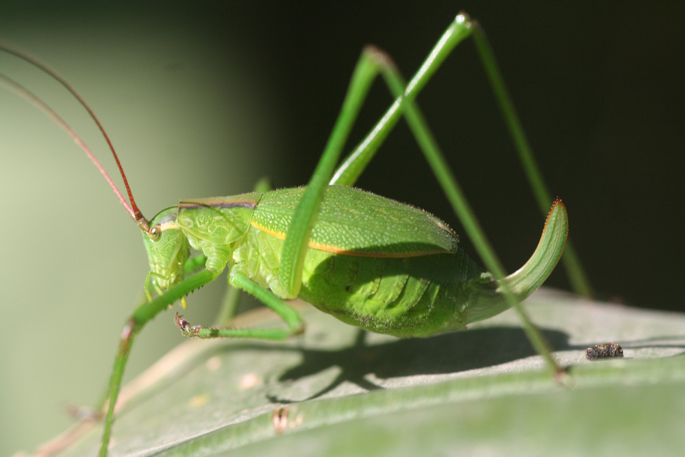 Peronura hildebrandtiana Karsch, 1889: 2011. female (Taita Hills, Ngangao Forest). (Otu).