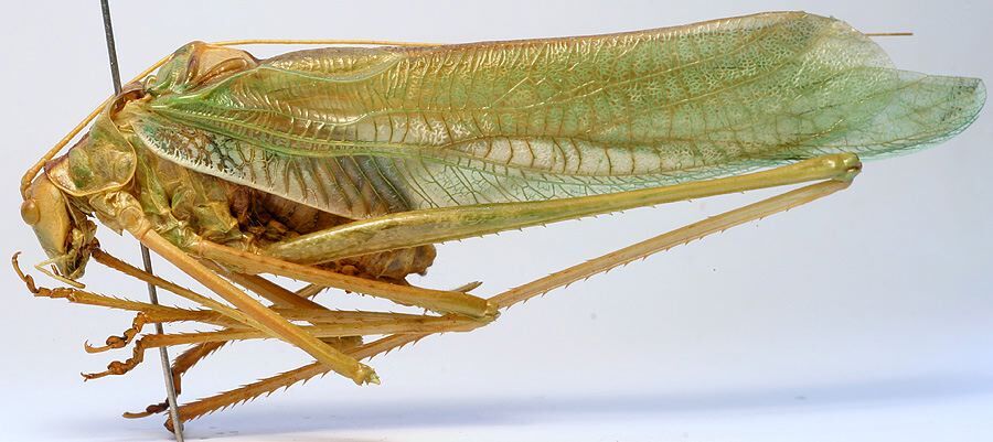 CollectionObject 1517426; 3ffd9431-eeb0-4f00-8d29-428a4ea2732a: male, lateral view (holotype). (CollectionObject).