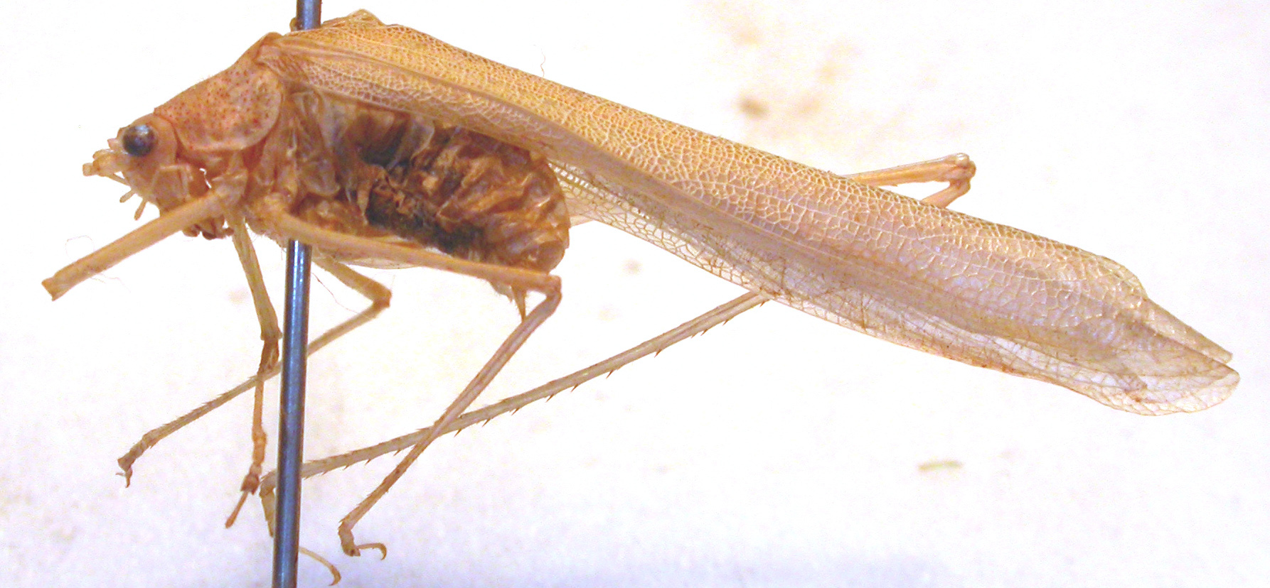 CollectionObject 1543520; afde8c96-575c-4d25-8c37-86d2acdb53ce: male, lateral view (probably syntype). (CollectionObject).