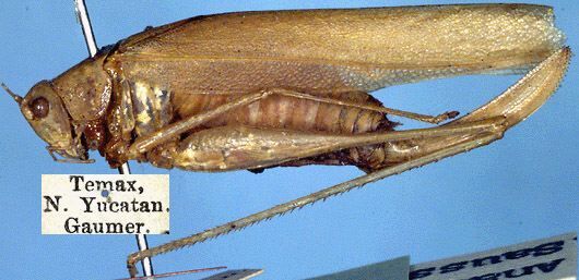 CollectionObject 1517194; 161d5163-b0b5-4672-8b9e-320f3f12f825: female, lateral view (syntype). (CollectionObject).