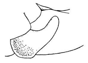 Anaulacomera ecuadorica Hebard, 1924: Pl. IX, Fig. 6. female subgenital plate and base of ovipositor, lateral view. (Otu).