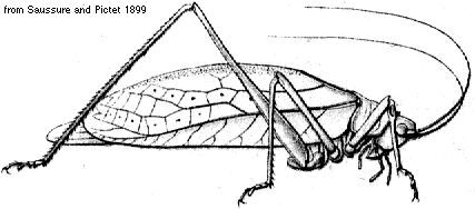 Anaulacomera erinifolia (Saussure, 1859): habitus. (Otu).