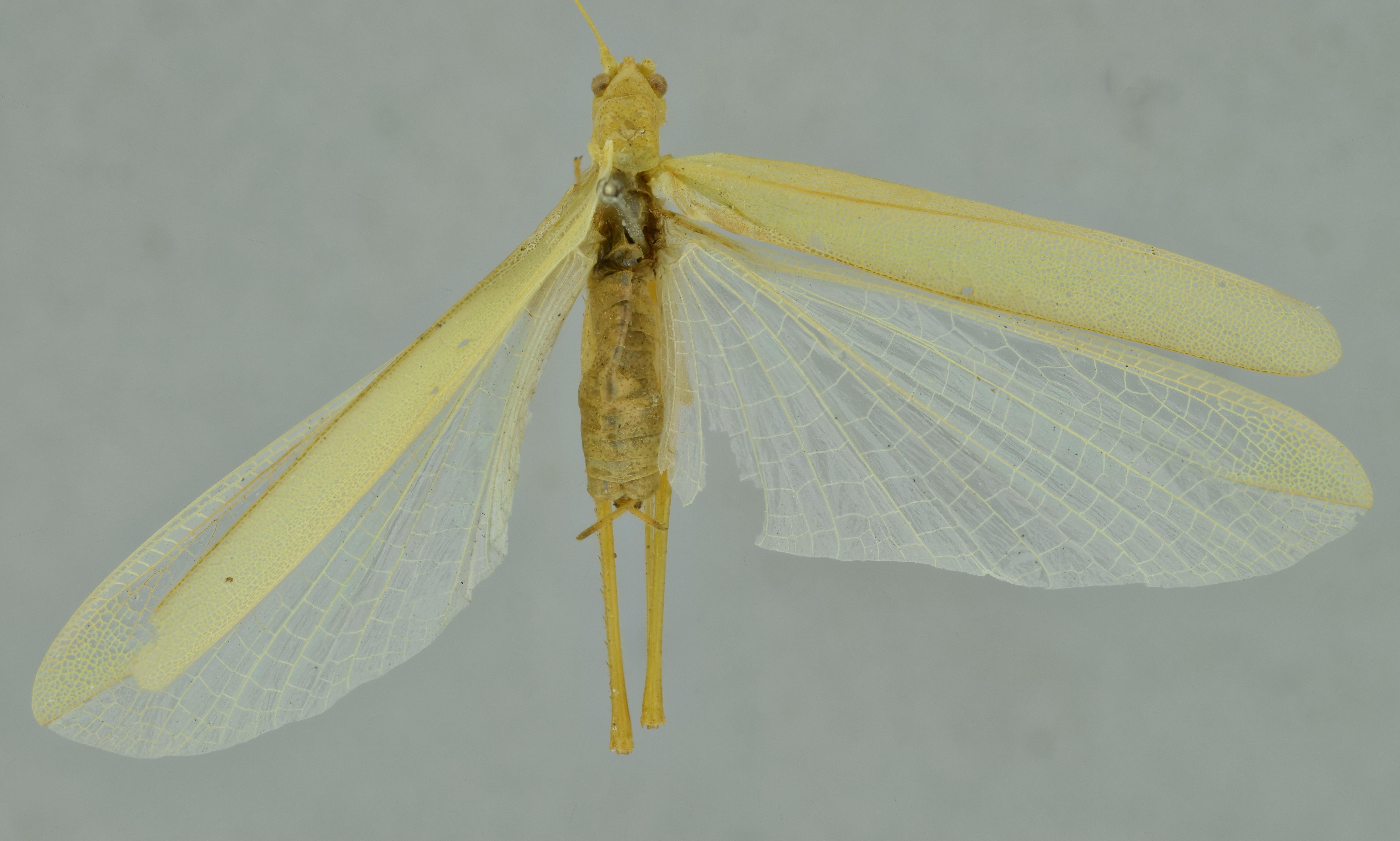 CollectionObject 1532150; 22a25968-098a-43b3-9cbf-457290f12e90: male, dorsal view (syntype). (CollectionObject).