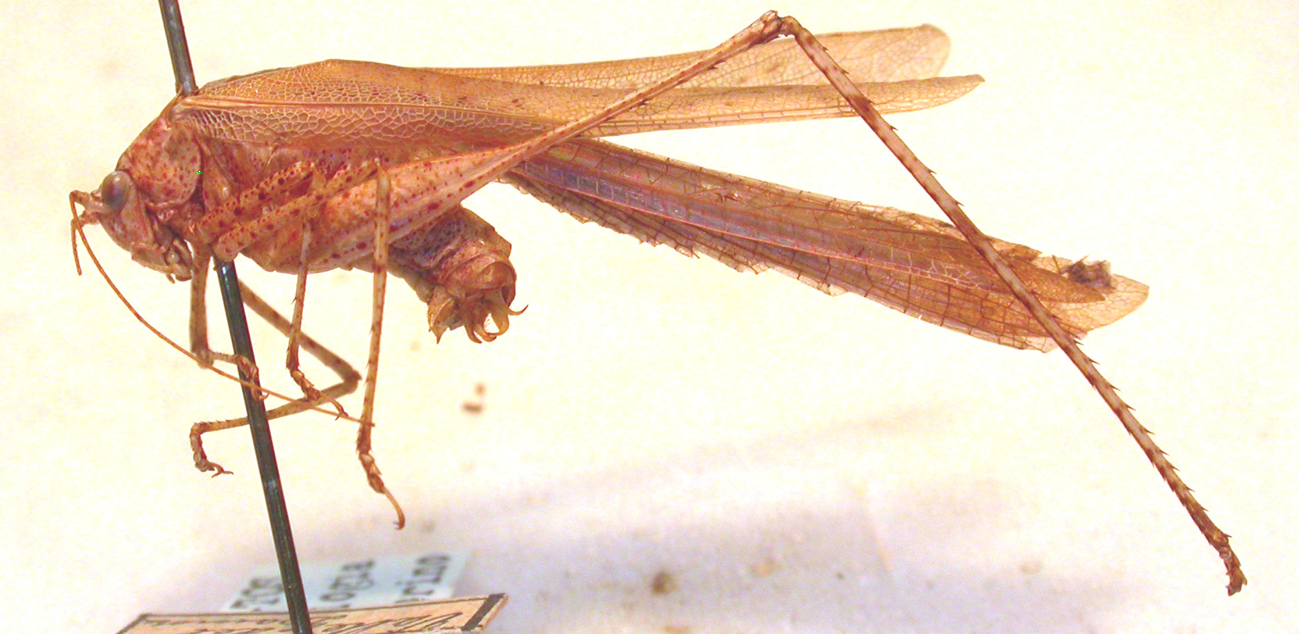 CollectionObject 1543523; ddd3ce7d-2c3d-4179-af0e-11b9b7cbfcab: male, lateral view (holotype). (CollectionObject).