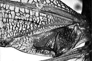 Anaulacomera (Oecella) furcata Brunner von Wattenwyl, 1878: left mirror area. (Otu).