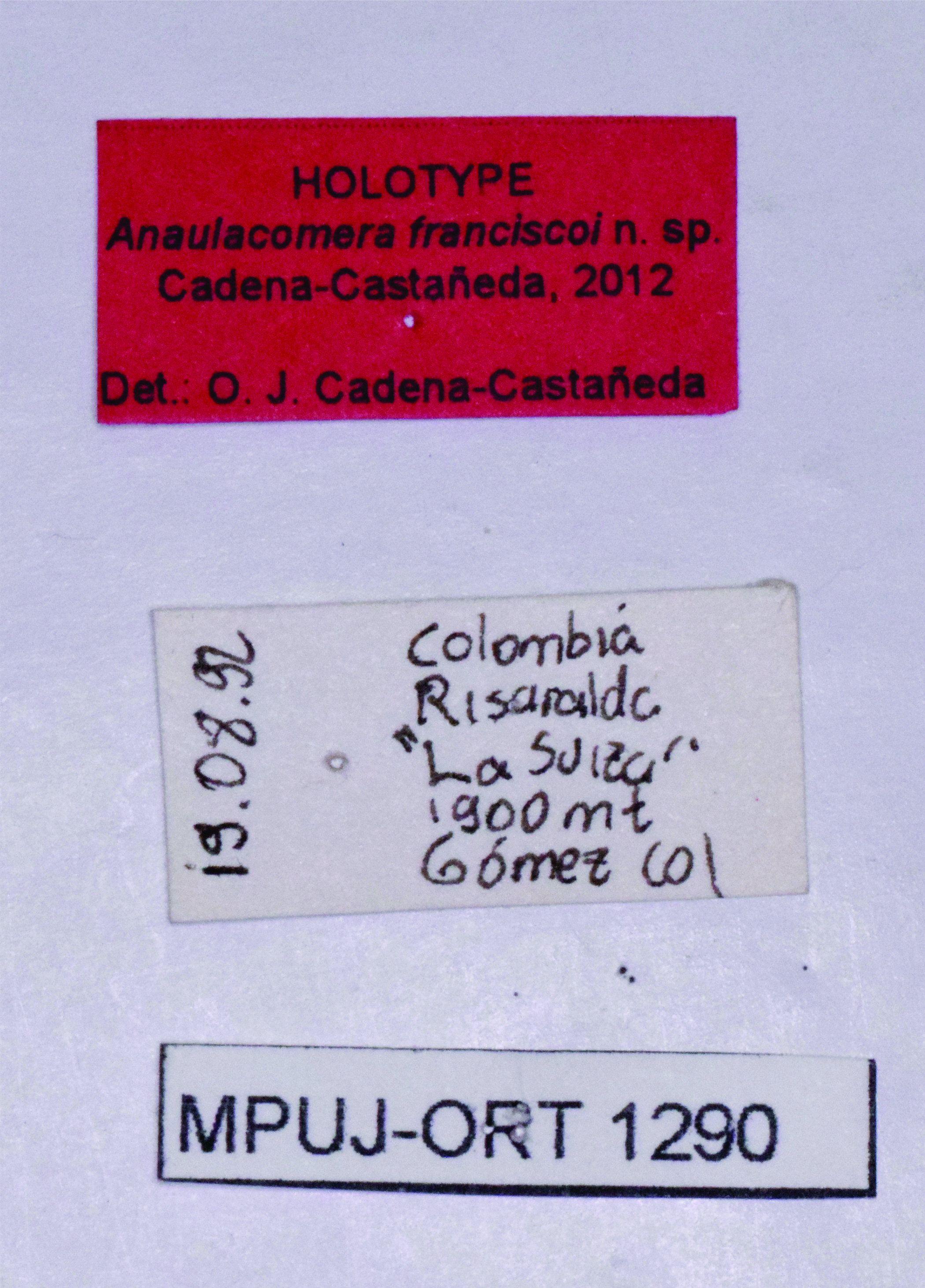 CollectionObject 1544682; MUJ MPUJ-ORT 1290, 6ffd00f8-02a9-4aae-b861-cb126db05233: labels (holotype). (CollectionObject).