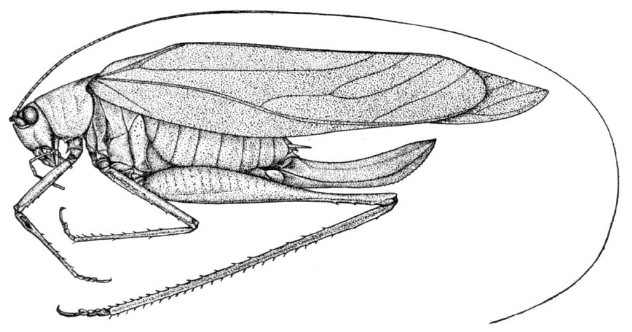 Grammadera rostrata Rehn, 1907: Fig. 10 (after type). female habitus (length of pronotum 5 mm, tegmen 29.5 mm, hind femur 18.3 mm, ovipositor 11.5 mm). (Otu).