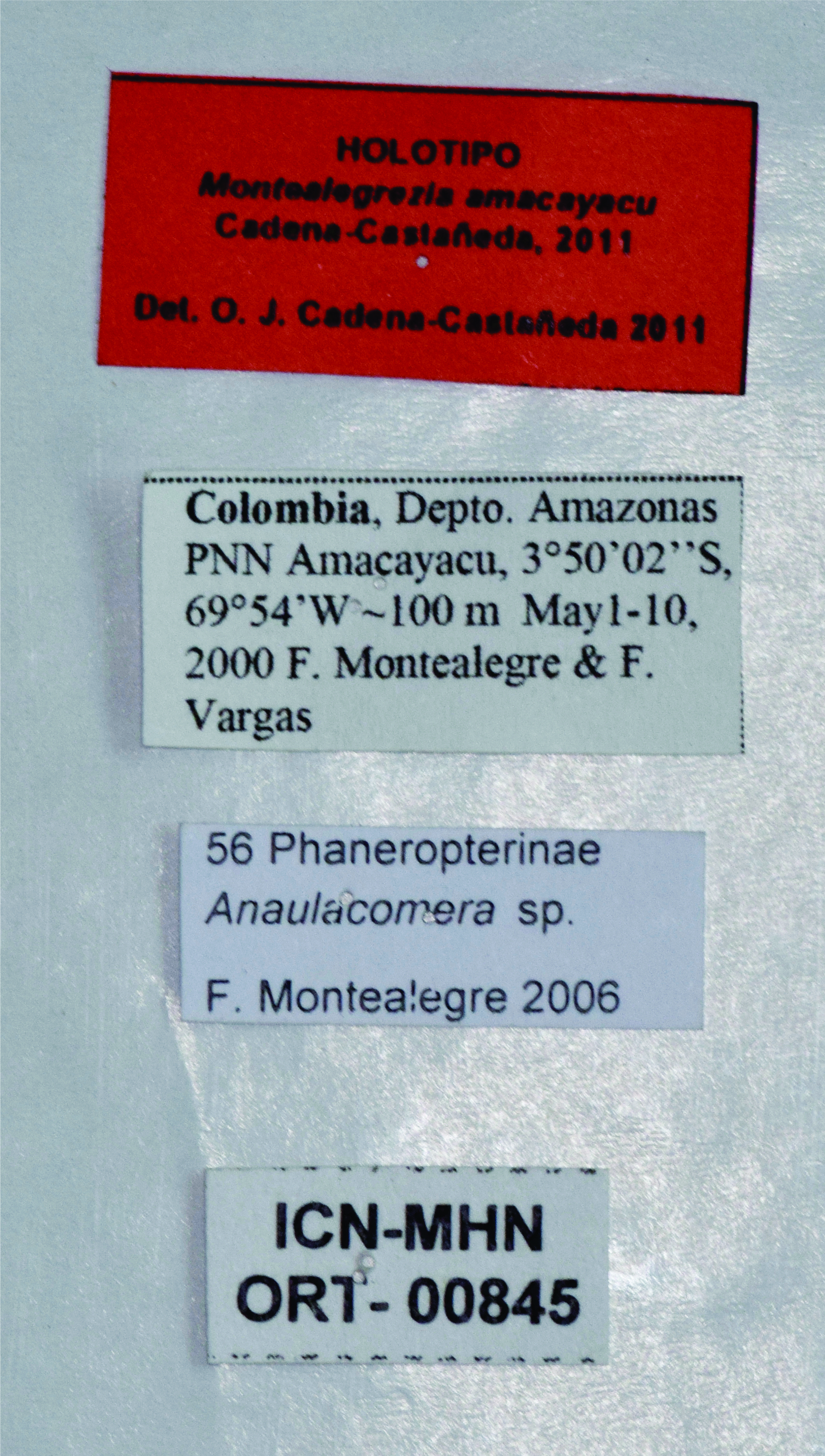 CollectionObject 1544491; UNCB ICN-MHN ORT 00845, 427c8c26-0f12-4a34-b83c-7f02e47d551b: labels (holotype). (CollectionObject).