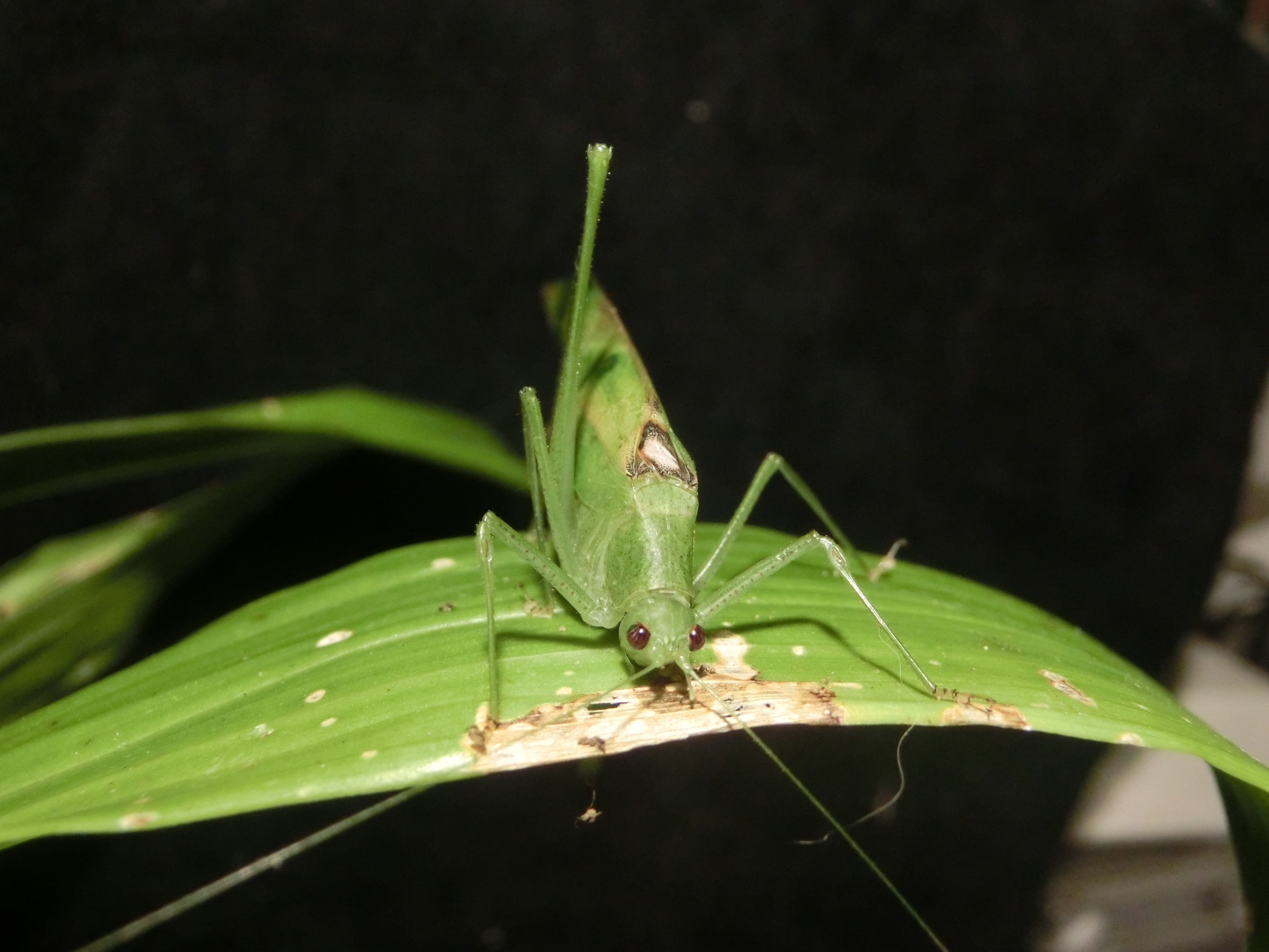Parapyrrhicia zanzibarica Brunner von Wattenwyl, 1891: male (Tanzania, Amani). (Otu).