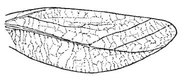 Tomeophera brevirostris (Bruner, 1915): Pl. 1, Fig. 8. male left tegmen. (Otu).