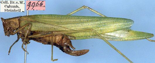 CollectionObject 1532280; 1ab5e9f2-073e-4c62-aa1f-3b469ed310f5: female, lateral view (syntype). (CollectionObject).