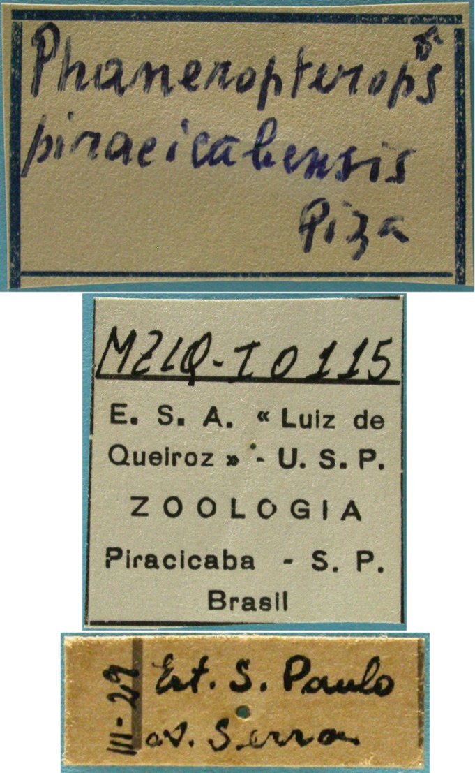 CollectionObject 1542752; DEES MZLQ-I0115, 780fc476-0376-4c97-9c01-ff25d0ff6ab4: male, labels (holotype of Phaneropterops piracicabensis). (CollectionObject).