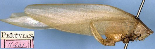 CollectionObject 1532282; 581b717c-1603-432b-9852-f3bed9e7896b: female, lateral view (holotype). (CollectionObject).