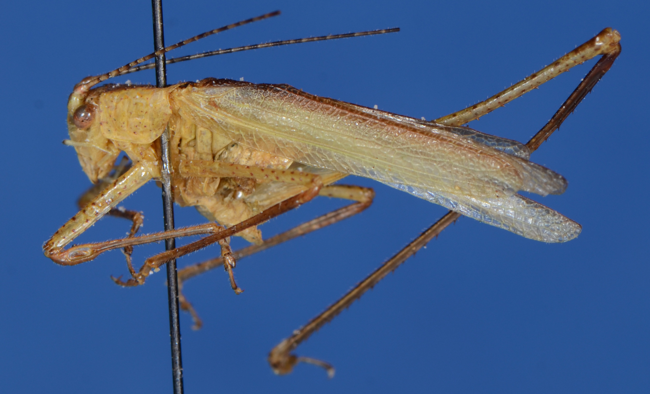 Letana bilobata Ingrisch, 1990: lateral view. (Otu).