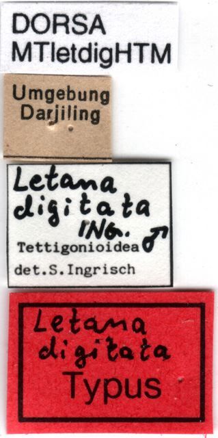 CollectionObject 1521375; 7f0be747-a630-4421-9359-0efc61bc77eb: labels (holotype). (CollectionObject).