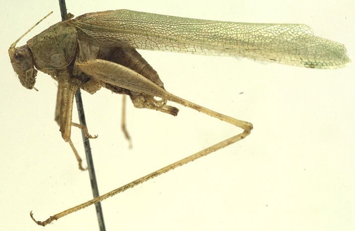 CollectionObject 1505851; c1291be6-8b3b-49b0-9752-e943797fc56c: male, lateral view (holotype). (CollectionObject).