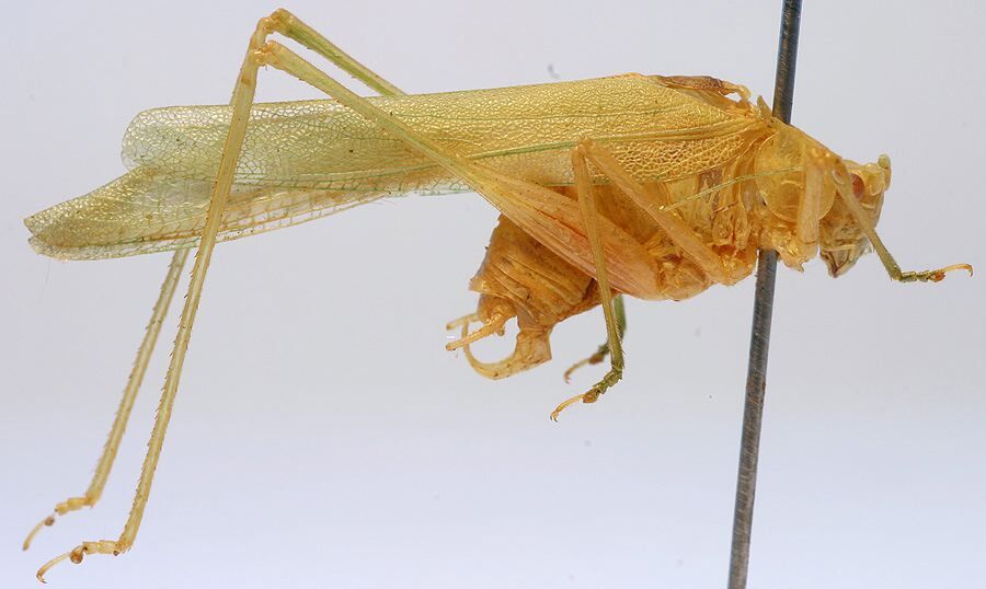 CollectionObject 1517302; 0e603df6-a1d8-47e1-96d6-3e055ee40577: male, lateral view (holotype). (CollectionObject).