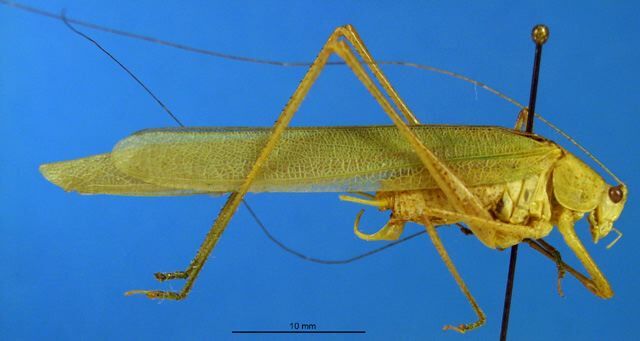 CollectionObject 1521376; 67e40dea-e72f-4855-b47e-aef92f80afcb: male, lateral view (holotype). (CollectionObject).