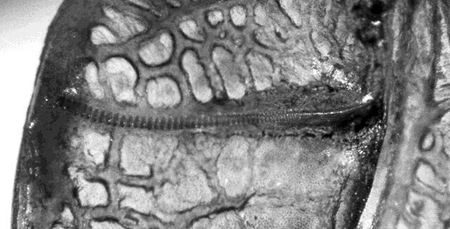 Letana nigropoda Ingrisch, 1987: male stridulatory file (paratype). (Otu).