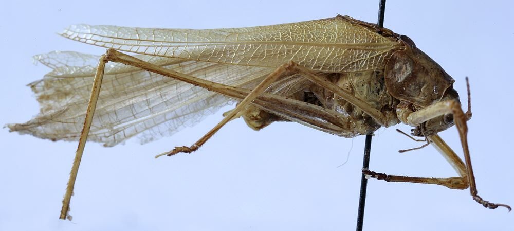 CollectionObject 1539792; f9f68a72-4e22-4cd5-81a1-2eba1fb5017f: male, lateral view (holotype). (CollectionObject).