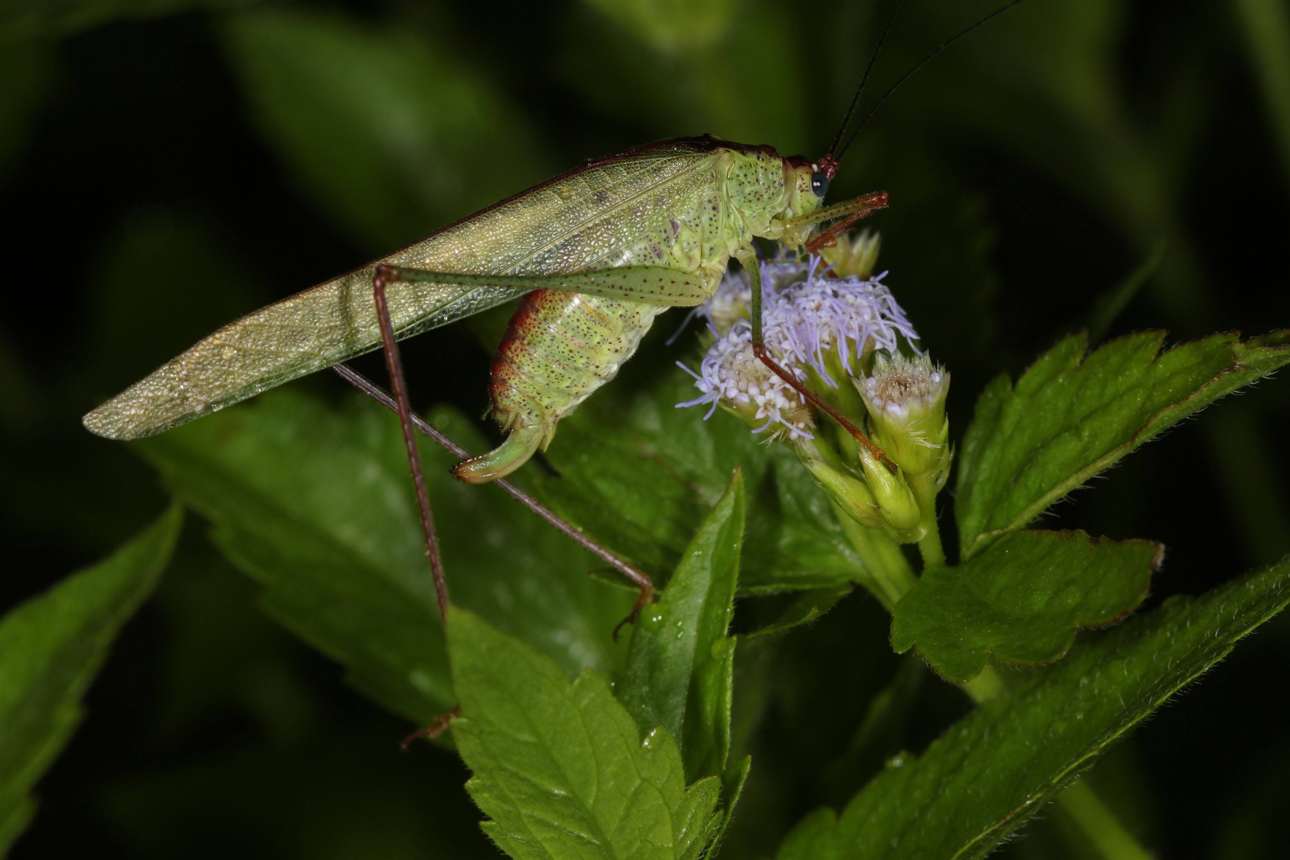 Letana rubescens (Stål, 1861): Sakaerat, Thailand. (Otu).