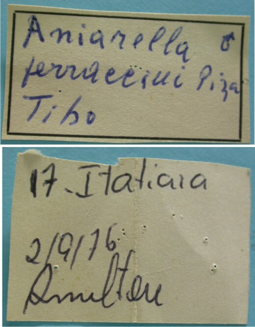 CollectionObject 1542706; 4dbe9191-7135-46c3-9eaa-25573634b116: labels (holotype). (CollectionObject).