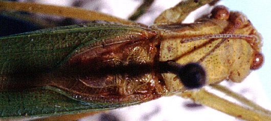 Burgilis missionum Rehn, 1913: male pronotum and stridulatory area (allotype). (Otu).