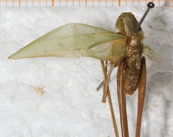 CollectionObject 1532186; NMW No. 4098, 70a6142f-fcce-4057-80d9-f3ce34faae2b: male, dorsal view (syntype). (CollectionObject).