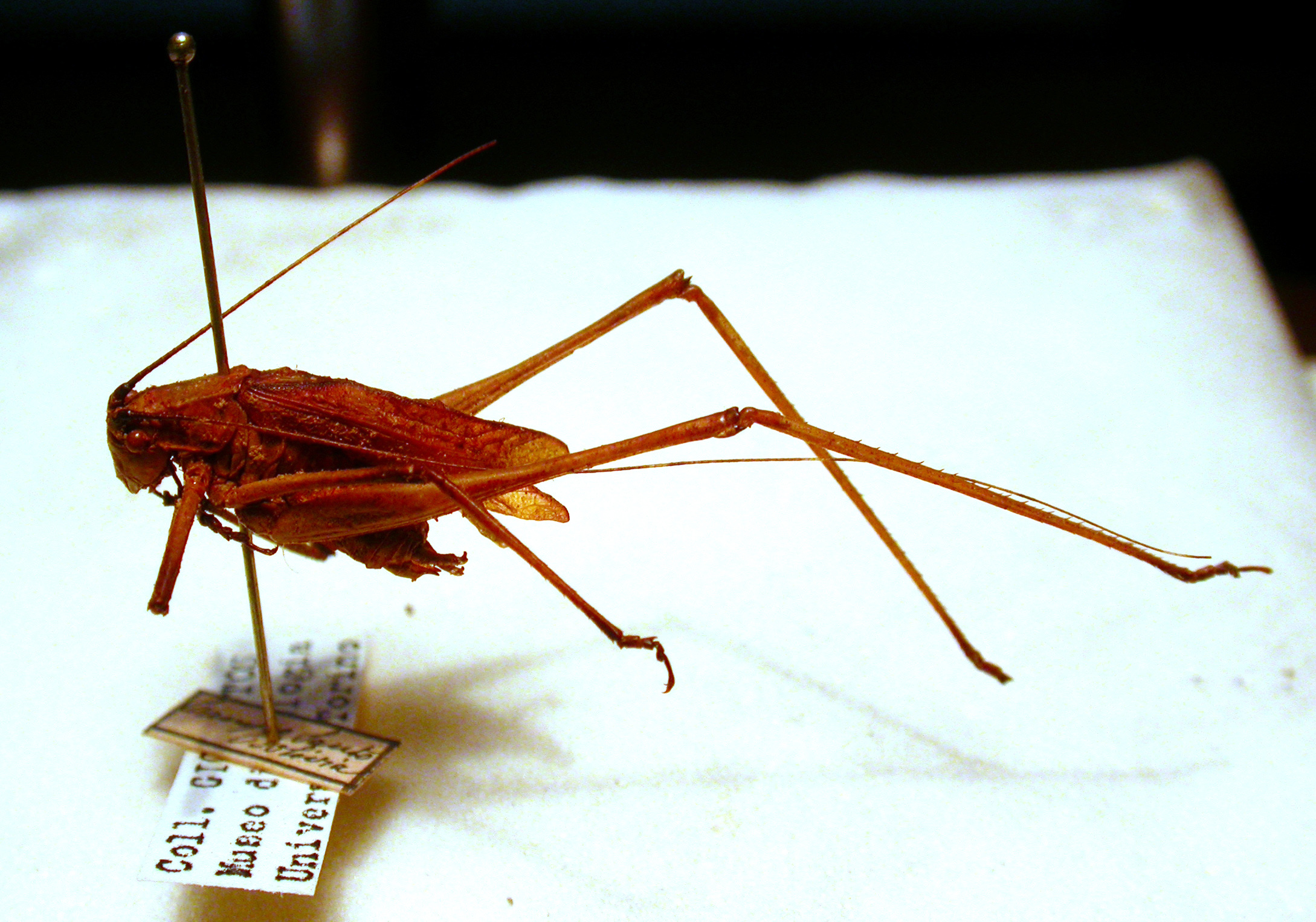 CollectionObject 1543530; 1863378e-04ec-4337-9fba-70d699dc91f8: male, lateral view (holotype). (CollectionObject).