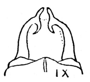 Hyperophora brevithorax Piza, 1950: Fig. 3. male abdomen tip, dorsal view. (Otu).
