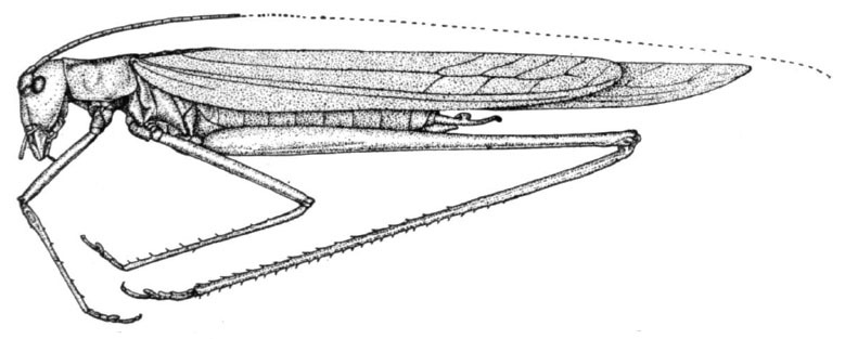 Hyperophora gracilis Rehn, 1907: Fig. 7 (after type). male habitus (body length 21 mm, pronotum 3.7 mm, tegmen 23.8 mm, hind femur 21 mm). (Otu).