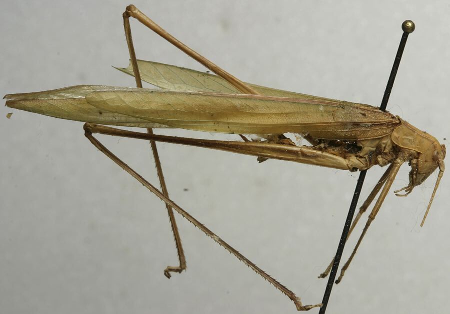 CollectionObject 1535903; 1cae8755-b063-4420-89d0-172bcde1ebf5, MNCN8269: male, lateral view (syntype). (CollectionObject).