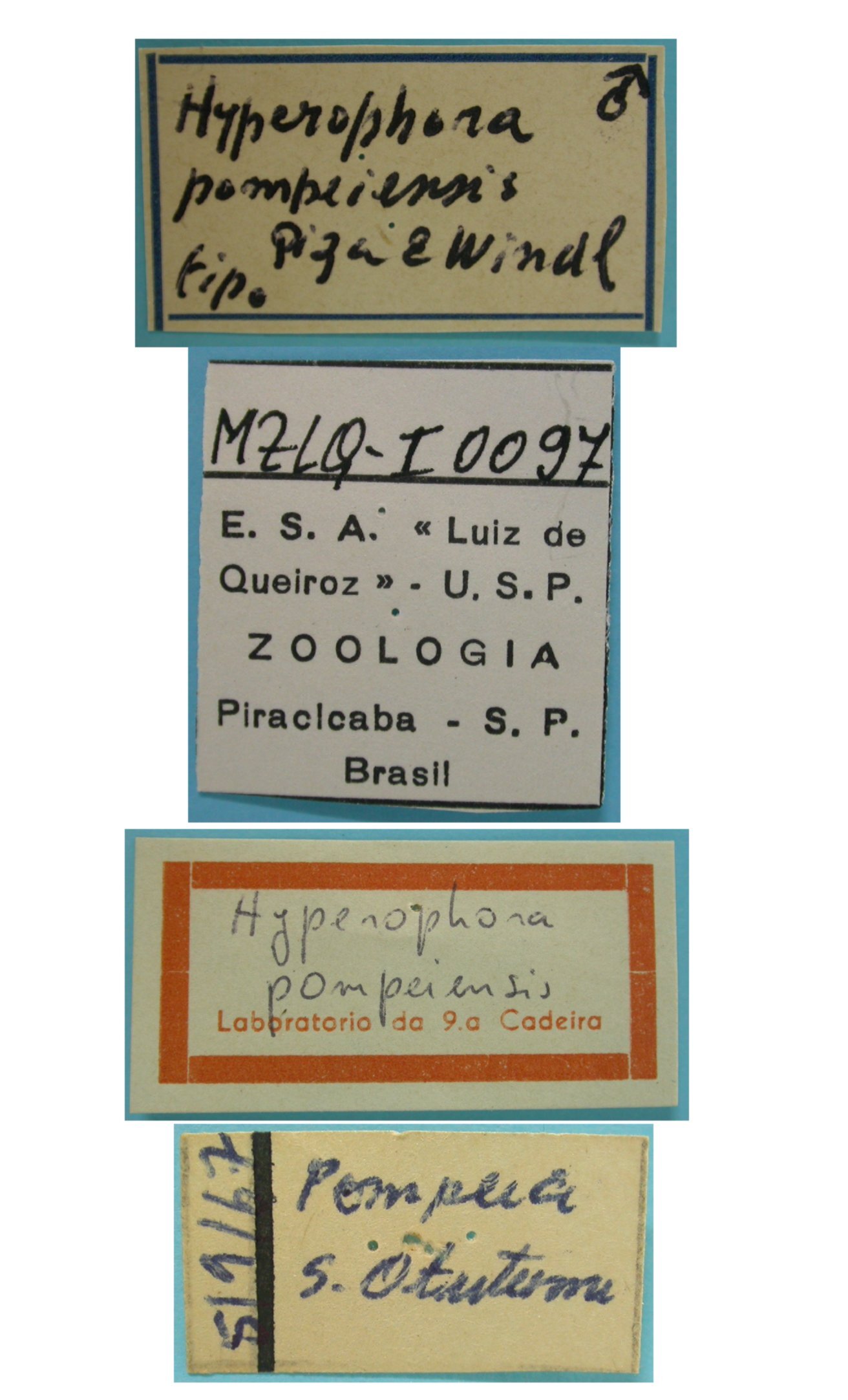 CollectionObject 1542733; DEES MZLQ-I0097, 4fbae162-03ec-40bc-bcf5-56f0ed8d4ccd: male, labels (holotype). (CollectionObject).