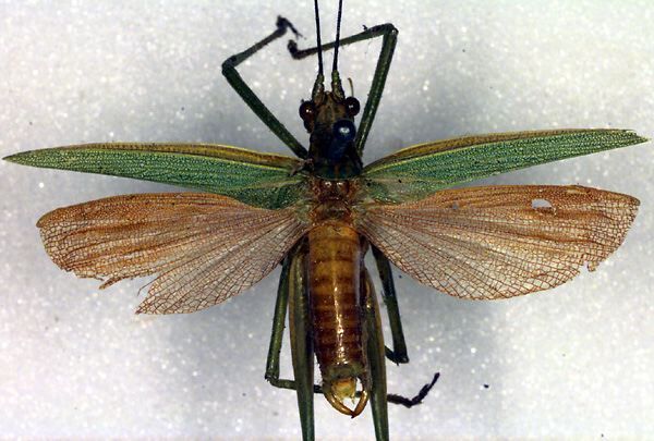 CollectionObject 1500591; bac0d240-9a15-4c88-bc84-a778e2206b20: male, dorsal view (holotype). (CollectionObject).