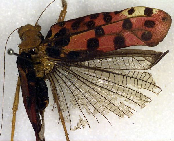 CollectionObject 1502840; 38636106-237a-4839-aee1-9cd06e7cc946: female, dorsal view (syntype). (CollectionObject).